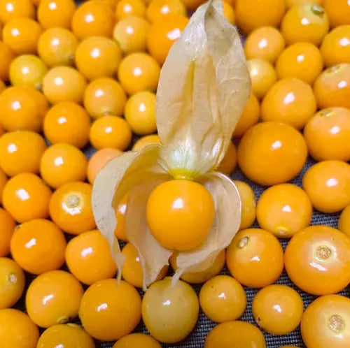 Golden Berrie Fruta 250g